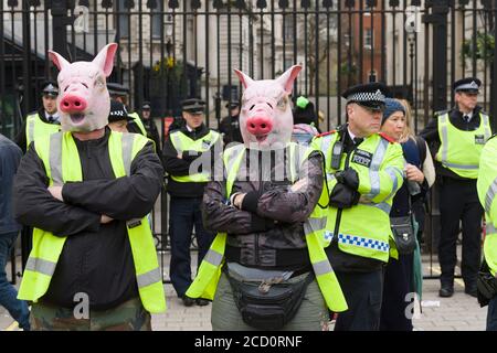 Les manifestants portant des masques de cochon debout dans la ligne de police devant Downing Street la protestation réclamaient la démission du Premier ministre David Cameron, au vu du fait qu'il avait des fonds en fiducie offshore, Blairmore Holdings, une société basée à Panama, fondée par son défunt père Ian, avant de les vendre en 2010. Les organisateurs de la manifestation ont déclaré que les révélations dans les documents de Panama soulevait des questions sur l'engagement de M. Cameron à lutter contre l'évasion fiscale. M. Cameron a nié tout acte répréhensible, mais a admis qu'il aurait pu mieux gérer la ligne de l'impôt. Downing Street, Whitehall, Londres, Royaume-Uni. 9 avril 2016 Banque D'Images