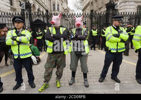 Les manifestants portant des masques de cochon debout dans la ligne de police devant Downing Street la protestation réclamaient la démission du Premier ministre David Cameron, au vu du fait qu'il avait des fonds en fiducie offshore, Blairmore Holdings, une société basée à Panama, fondée par son défunt père Ian, avant de les vendre en 2010. Les organisateurs de la manifestation ont déclaré que les révélations dans les documents de Panama soulevait des questions sur l'engagement de M. Cameron à lutter contre l'évasion fiscale. M. Cameron a nié tout acte répréhensible, mais a admis qu'il aurait pu mieux gérer la ligne de l'impôt. Downing Street, Whitehall, Londres, Royaume-Uni. 9 avril 2016 Banque D'Images