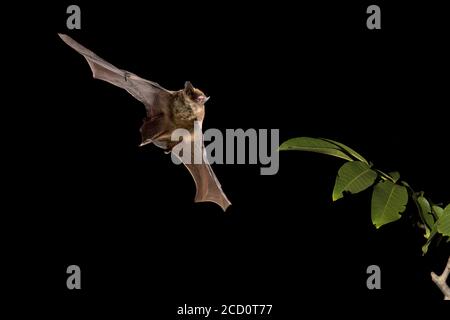 Kuhls Pipistrelle (Pipistrellus kuhlii) en vol dans les bois. Banque D'Images