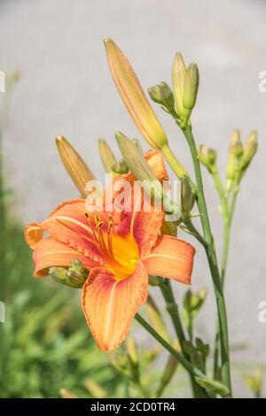 Magnifique nénuphar orange avec de nouveaux bourgeons qui poussent un jour ensoleillé à Aurora, Illinois Banque D'Images