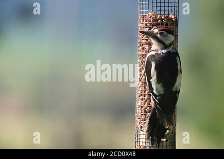 Un grand pic tacheté juvénile (Dendrocopos Major), également appelé pic à pied, garde un belvédère lorsqu'il perche sur un mangeoire à oiseaux d'arachide Banque D'Images