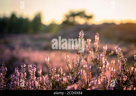 Heather en fleur, prise pendant l'heure d'or Banque D'Images