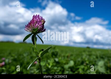 gros plan de la fleur de trèfle rouge et d'un insecte, devant un pré vert et un ciel bleu avec des nuages blancs Banque D'Images