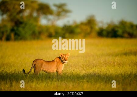 Lionne (Panthera leo) debout dans la longue herbe sur la savane avec la tête tournée pour regarder dans la distance; Tanzanie Banque D'Images
