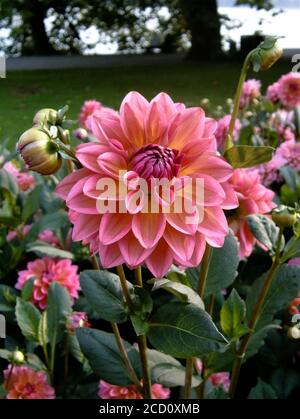 Une délicate fleur rose du Dahlia 'Yang' prise dans un parc. Banque D'Images