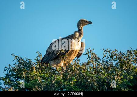 Vautour africain à dos blanc (Gyps africanus) perché sur le sommet de l'arbre contre le ciel bleu; Tanzanie Banque D'Images