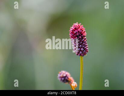 Grand Burnett - Sanguisorba officinalis. Une fleur au premier plan. Banque D'Images