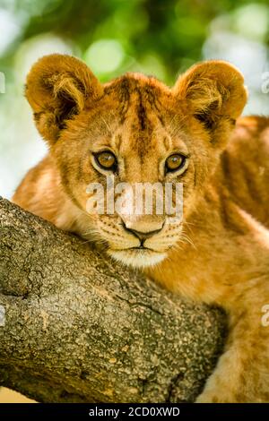 Portrait en gros plan d'un lion cub (Panthera leo) chevauchant une branche d'arbre en regardant au loin; Tanzanie Banque D'Images