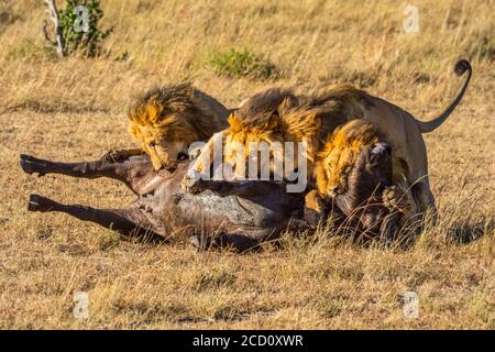 Quatre lions mâles (Panthera leo) se nourrissant de buffles morts sur la savane; Tanzanie Banque D'Images