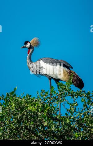 Portrait d'une grue à couronne grise (Balearia regulorum) perchée au sommet d'un buisson contre le ciel bleu; Tanzanie Banque D'Images