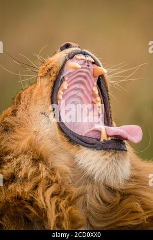 Gros plan du lion mâle (Panthera leo) bâillant à large bouche ouverte; Tanzanie Banque D'Images