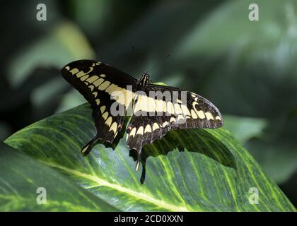 King Swallowtail - Papilio thoas un papillon noir avec un dessin beige Banque D'Images