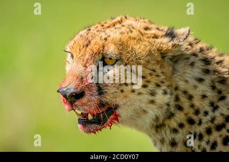 Portrait en gros plan de la guépard (Acinonyx jubatus) au visage taché de sang; Tanzanie Banque D'Images