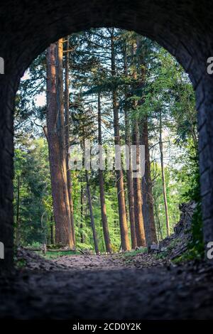 Vue sur la forêt depuis un petit tunnel à proximité Banque D'Images