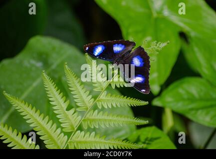 Sur une feuille de fougères, vous pouvez voir un papillon portant le nom - mouche commune - Hypolimnas bolina. Il a une belle couleur bleue. Banque D'Images