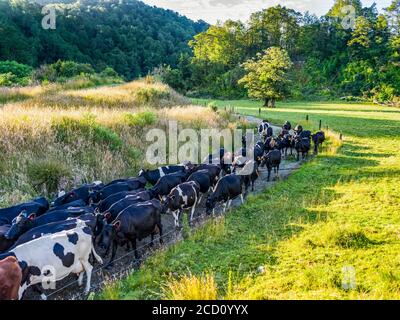 Vaches marchant le long d'une terre étroite le long d'un champ à Totara Flat, le centre de l'industrie agricole dans le comté de Grey; South Island, Nouvelle-Zélande Banque D'Images