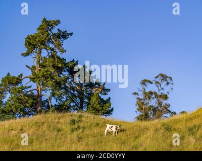 Une vache solitaire se dresse sur une colline herbeuse contre un ciel bleu à Totara Flat, le centre de l'industrie agricole dans le comté de Grey Banque D'Images