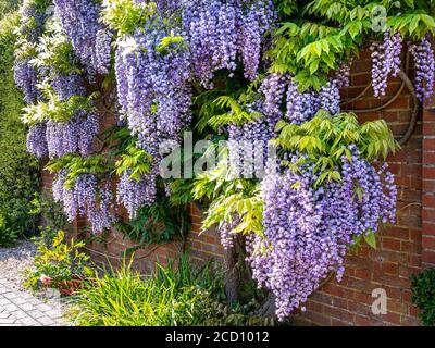 WISTERIA SINENSIS Wisteria typique de profusion en parfaite pleine floraison, croissante contre un mur de brique rouge UK Banque D'Images