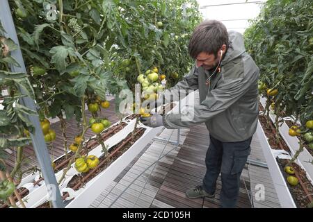 CUEILLETTE DE LÉGUMES À LA FERME URBAINE DE PARIS Banque D'Images