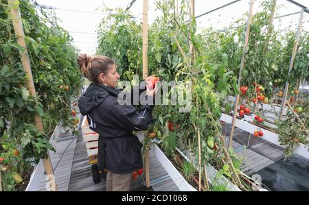 CUEILLETTE DE LÉGUMES À LA FERME URBAINE DE PARIS Banque D'Images