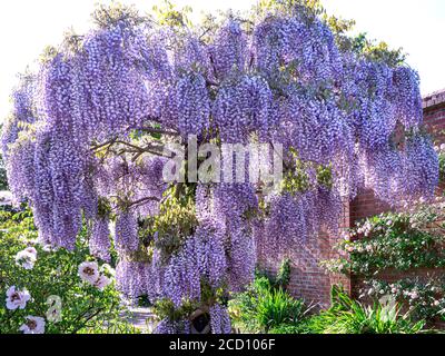 WISTERIA ARBRE SINENSIS Profusion de Wisteria typique en parfait plein Rétro-éclairé en fleur dans un jardin formel au Royaume-Uni Banque D'Images