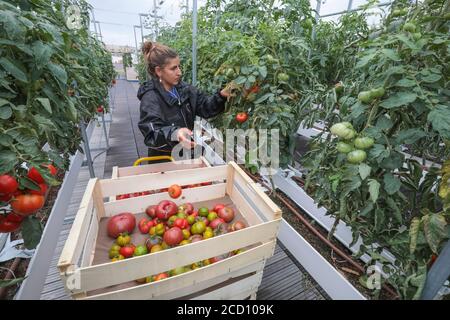 CUEILLETTE DE LÉGUMES À LA FERME URBAINE DE PARIS Banque D'Images