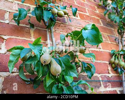 Poire espalier sur un mur de briques rouges, éclairée par la lumière de la fin de l'après-midi dans un jardin de cuisine Banque D'Images