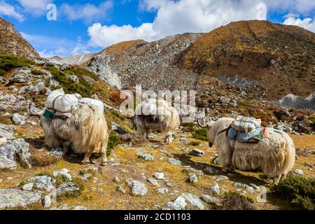 Yaks (Bos grunniens) transportant des marchandises vers le village de Gokyo, lors d'un beau jour d'automne dans les montagnes himalayens, Sagarmatha Na... Banque D'Images