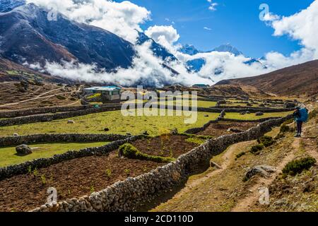 Caucasienne femme trekker s'arrête pour regarder les jardins et les yaks domestiques (Bos grunniens), tandis que d'autres touristes essaient la maison de thé en arrière-plan,... Banque D'Images