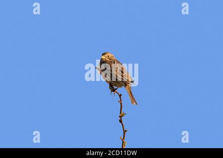 Groupage de maïs (Emberiza calandra / Miliaria calandra) perchée sur une brindille au ciel bleu Banque D'Images