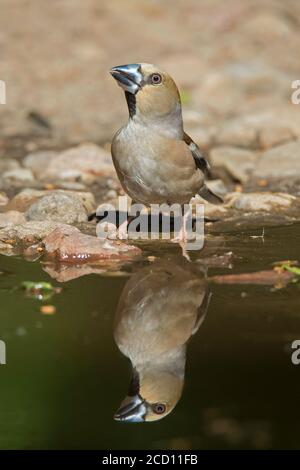 Hawfinch (Coccothrautes coccothrautes) eau potable féminine de flaque / piscine / étang Banque D'Images