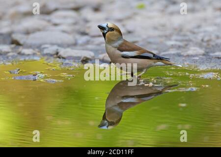 Hawfinch (Coccothrautes coccothrautes) eau potable féminine de flaque / piscine / étang Banque D'Images