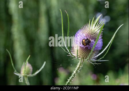 Bumble abeille collectant le pollen d'une fleur sauvage de thé Banque D'Images