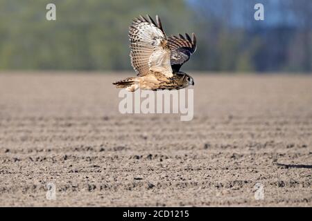 La chouette-aigle eurasienne / la chouette-aigle européenne (Bubo bubo) en vol, chasse au-dessus des champs / terres agricoles Banque D'Images