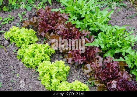 Variétés de laitue Catalogna Cerbiatta, rouge Lollo Rossa, rouge Salad Bowl, noir Seed Simpson et Grand Rapids, croissant un allotissement en été, Royaume-Uni Banque D'Images