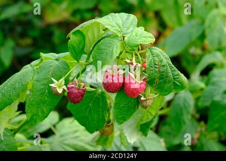 Raspberry 'Joan J' fructification en été sur une allotissement Banque D'Images