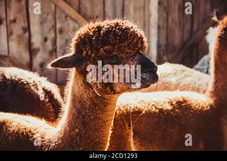 Mignon bébé alpaga dans la grange éclairée par la lumière du soleil Banque D'Images