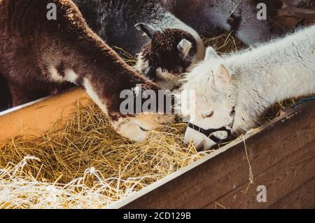 Groupe d'alpagas mignons mangeant du foin dans la grange Banque D'Images