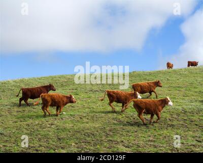 Bétail - les génisses de Red Angus, de Hereford et de race croisée traversant un pâturage indigène à flanc de colline des prairies au printemps / Alberta, Canada. Banque D'Images