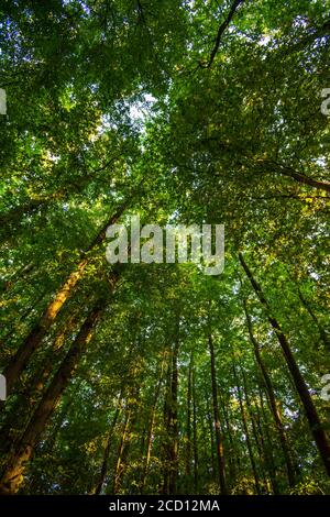 Vue à angle bas des sommets des arbres dans le Bois de Meudon, Clamart, France Banque D'Images