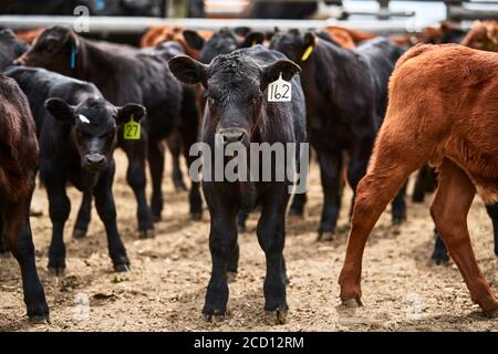 Un groupe de veaux avec des étiquettes d'oreille regardant la caméra; Eastend, Saskatchewan, Canada Banque D'Images