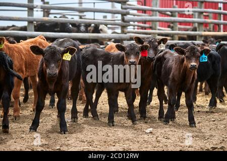 Un groupe de veaux avec des étiquettes d'oreille regardant la caméra; Eastend, Saskatchewan, Canada Banque D'Images