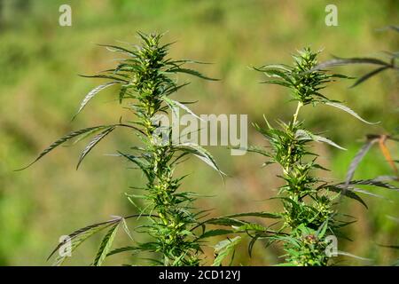 Plants de cannabis (cannabis sativa) dans un champ Banque D'Images