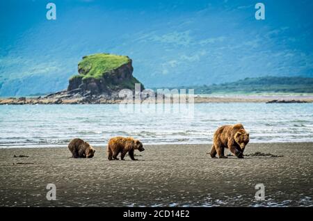 Observation de l'ours (Ursus arctos) au camp de Hlo Bay. Une truie et ses deux petits chassent les palourdes en attendant l'arrivée du saumon dans les cours d'eau locaux Banque D'Images