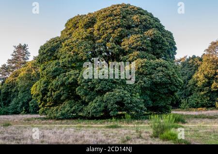 Spécimen de sycamore, Acer pseudoplatanus, dans la campagne de Norfolk. Banque D'Images