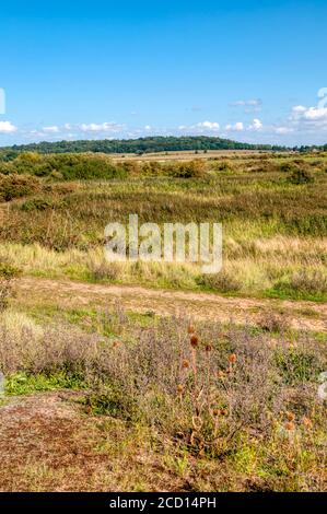 Paysage de West Norfolk derrière la côte est de Washington. Vue sur l'intérieur des terres depuis la plage de Snettisham jusqu'à Ken Hill. Banque D'Images