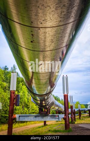 Pipeline TRANS-Alaska, intérieur de l'Alaska en été; Fairbanks, Alaska, États-Unis d'Amérique Banque D'Images