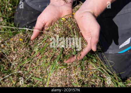 Les mains tenant des graines de fleurs sauvages collectées d'un pré de foin traditionnel dans le cadre d'un programme de restauration. North Yorkshire, Royaume-Uni. Banque D'Images
