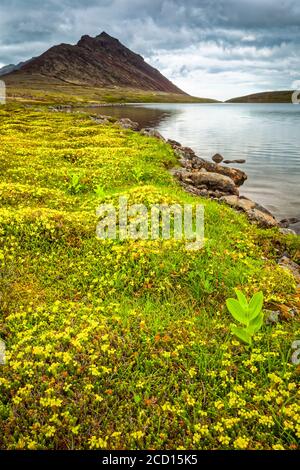 Lac Rabbit entouré de fleurs de toundra, McHugh Peak est en arrière-plan. Parc national de Chugach, centre-sud de l'Alaska en été Banque D'Images
