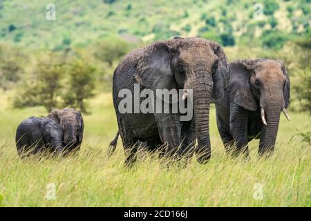 Deux éléphants de brousse africains adultes (Loxodonta africana) marchant sur la savane avec deux jeunes éléphants; Tanzanie Banque D'Images